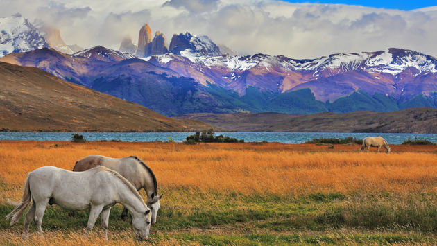 Lake Laguna Azul in the mountains. On the shore of Lake grazing horses. Impressive landscape in the national park Torres del Paine, Chile (kavram / iStock / Getty Images Plus)