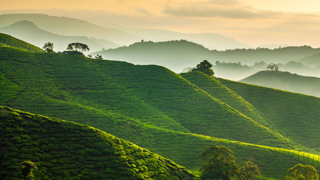 Misty morning at Cameron Highlands tea plantation overlooking layered hills (photo via blackcatimaging / iStock / Getty Images Plus)