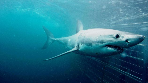 Cape Town Day Tour: Shark Cage Diving (full day)