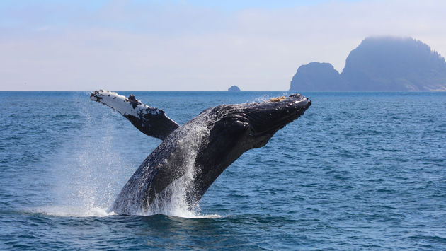 Humpback whale breaching out of the water in Kenai Fjords National Park Alaska summer (photo via sbolce/iStock/Getty Images Plus)