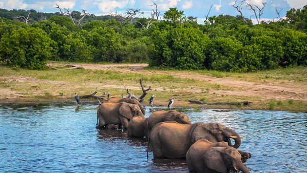 Elephant Chorus Line (Photo via DACowley / iStock / Getty Images Plus)