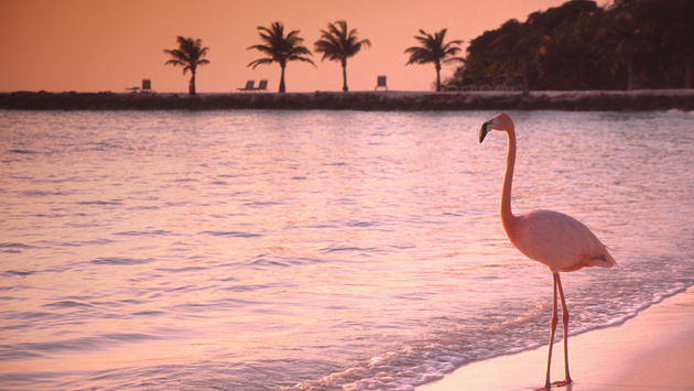 Flamingo on Renaissance Island in Aruba