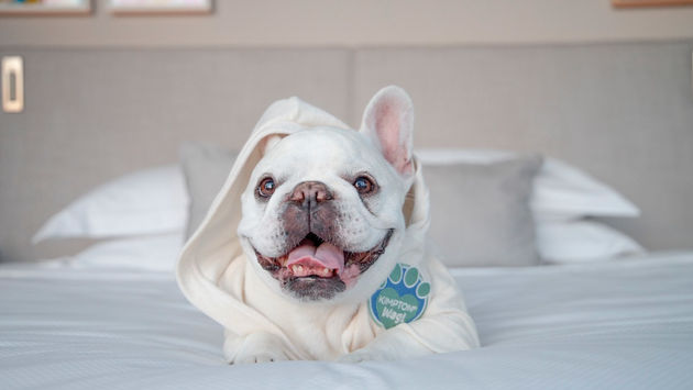 dog hotel, hotel dog, Kimpton dog, Kimpton epic Miami, dog, pet hotel
