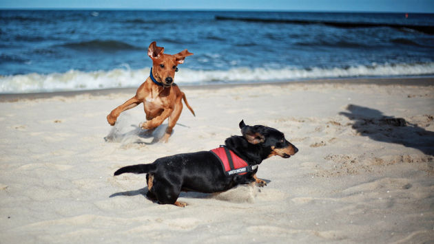 Dogs frolicking on a beach