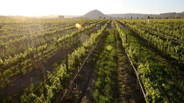 For three decades, the festivities have been an opportunity to showcase the goodness of Ensenada's terroir