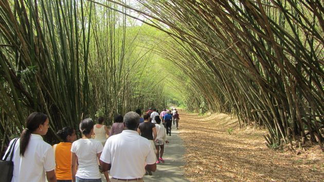 Trinidad bamboo forest