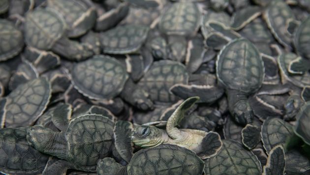 Sea turtles in Mexico