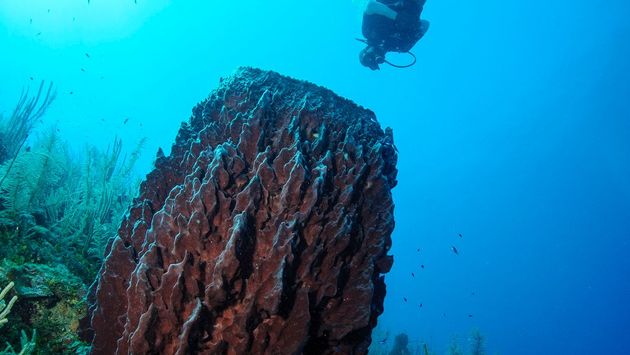 Diving Belize Barrier Reef