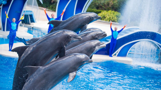 Dolphin Days at SeaWorld Orlando, Florida.