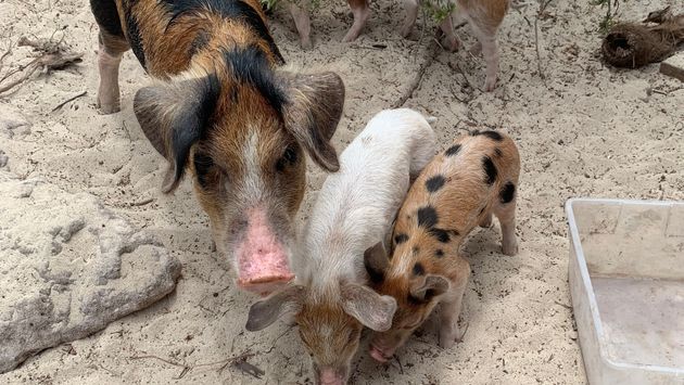 Feeding pigs and piglets on Pig Beach in Exumas, Bahamas