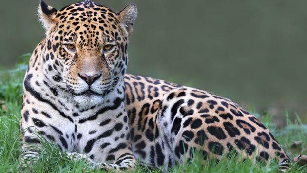 Discover the Animals of Panama on World Wildlife Day | TravelPulse
