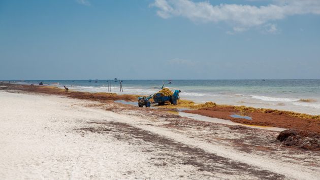 Workers cleaning up sargassum seaweed from a Caribbean beach