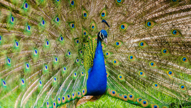 Peacock displaying its plumage