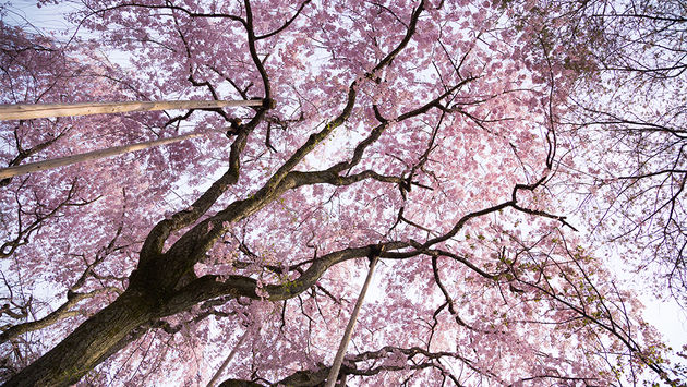 Cherry blossoms, Kyoto
