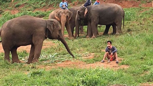 Baan Chang Elephant Park Thailand