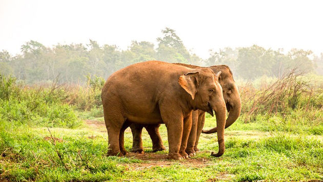 Ethical Elephant sanctuaries