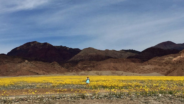 Death Valley 2016 super bloom