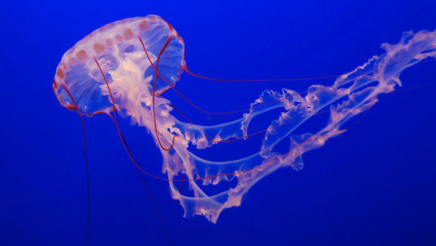 Jellyfish, Monterey Bay Aquarium