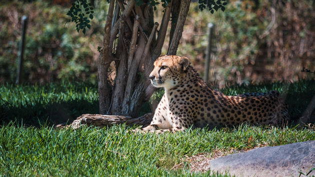 Cheetah, San Diego Zoo