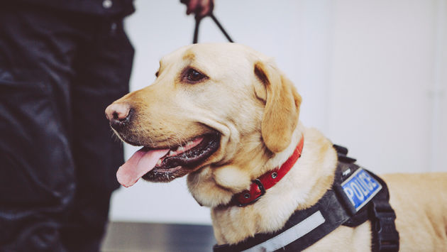 Airport police sniffer dog, Labrador retriever.
