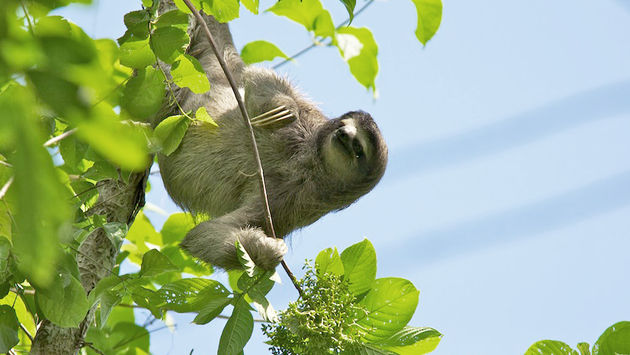Sloth in Panama