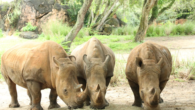 Disney's Animal Kingdom Rhinos