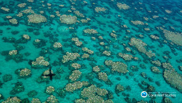 PHOTO: Coral bleaching at Cairns Townsville along the Great Barrier Reef. (photo courtesy of ARC Centre of Excellence for Coral Reef Studies/Ed Roberts}