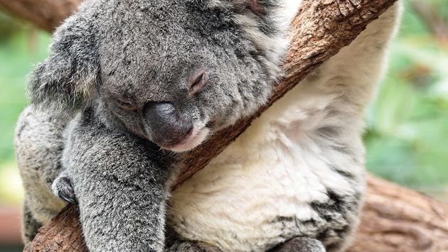A koala in Australia, Regent Seven Seas Cruises