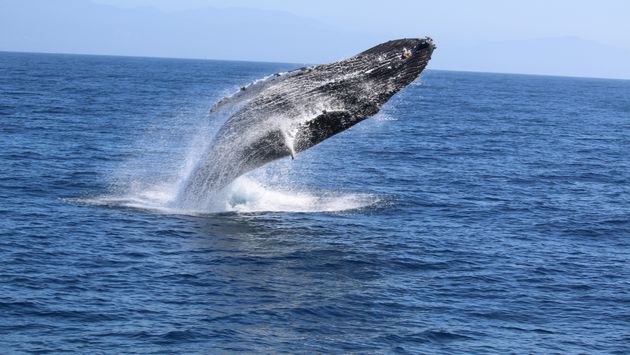 A humpback whale breaching off of Santa Barbara, California