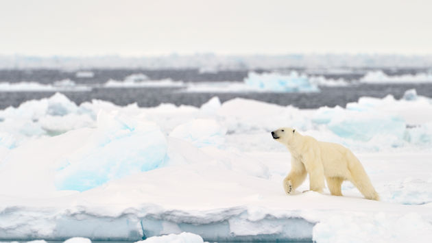 Polar bear in the Canadian Arctic