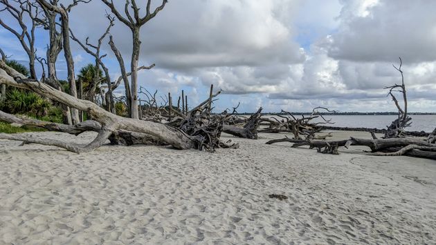 Driftwood Beach on Jekyll Island, Georgia