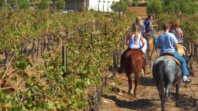 Horseback Riding through the Temecula Vineyards