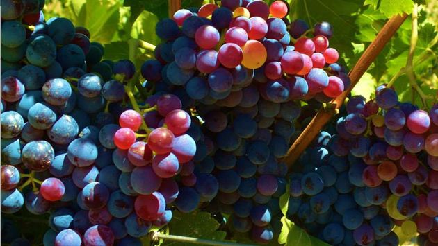 Vines of Temecula