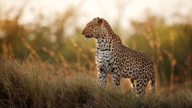 Leopard in Africa, safari, wildlife