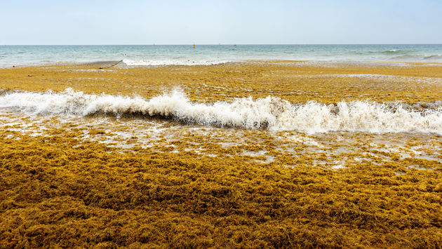 Sargassum Algae Washes Up on a Mexican Beach
