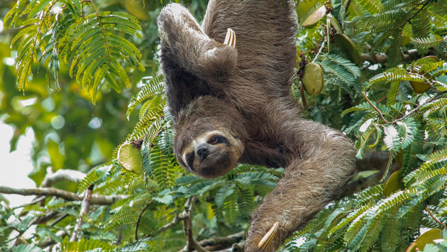 sloth, Peru, animals in Peru, Peruvian Amazon, rainforest animals, Pacaya Samiria National Reserve