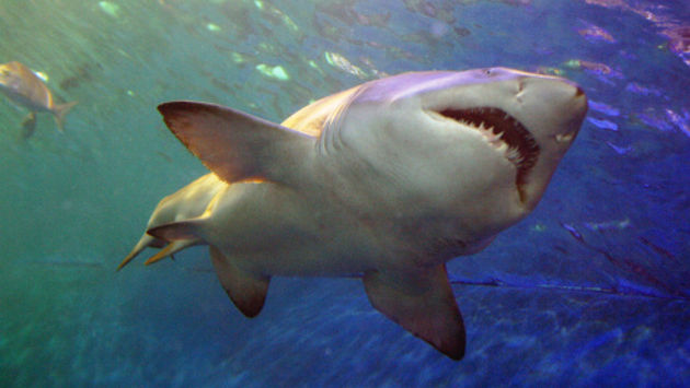 Shark lurking underwater