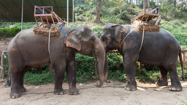 A venue in Thailand where elephants are used for tourist rides