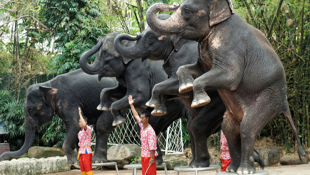 An elephant show in Bangkok, Thailand