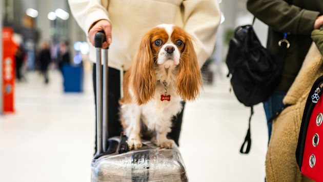 airport, dog, pets, Cavalier King Charles Spaniel, luggage, suitcase
