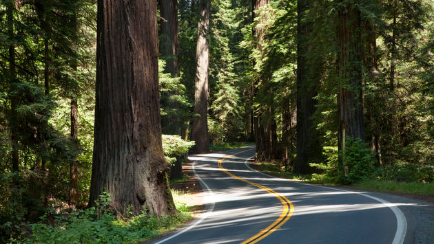 Humboldt Redwoods State Park, California.