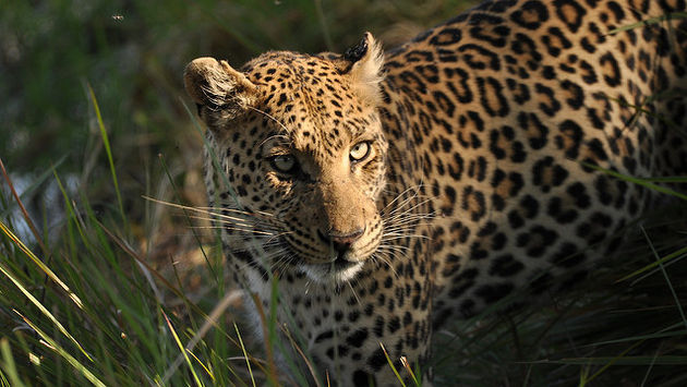 Botswana Leopard Africa