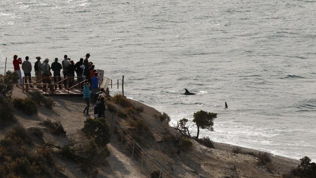 Tourists watching orca whales at the Valdés Peninsula