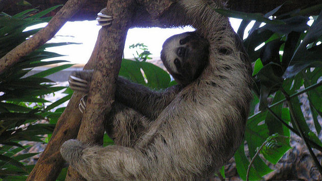 Sloth at Dallas World Aquarium