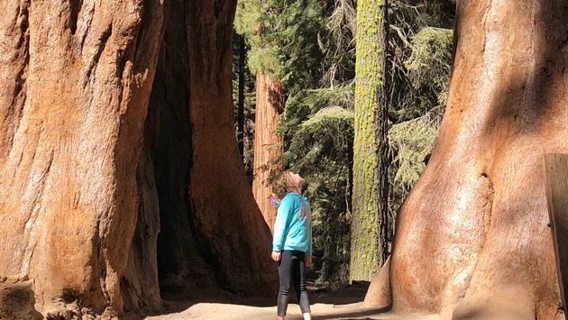 Sequoia National Park, sequoia trees, kids, family travel, California