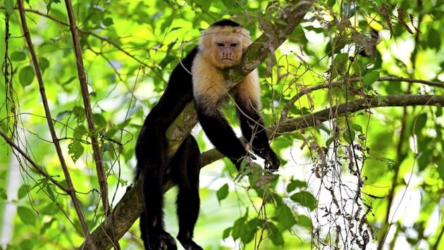 Mono blanco capuchino en el Parque Nacional Manuel Antonio