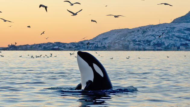 An Orca whale in the wild