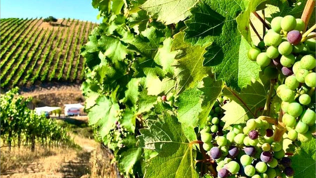 Magnificent Vines & Vineyards of Tri-Valley