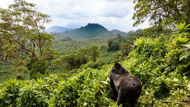 Rwanda, mountain, jungle, forest, gorilla, Volcanoes National Park.