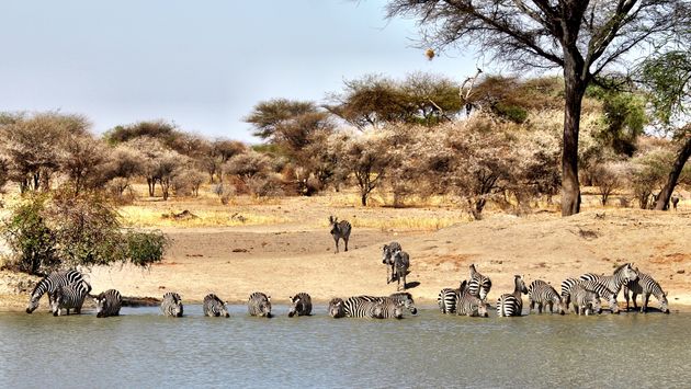 zebras, safari, serengeti, tour